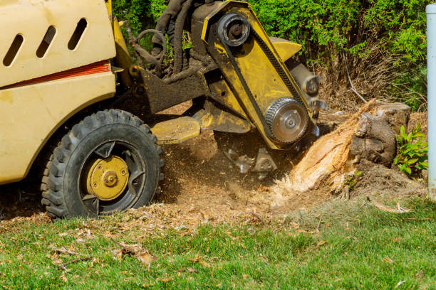 Best Tree Mulching  in Long Prairie, MN