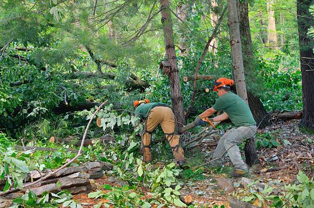 Best Stump Grinding and Removal  in Long Prairie, MN