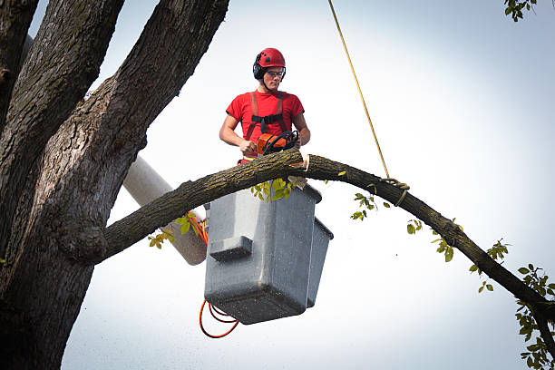  Long Prairie, MN Tree Care Services Pros