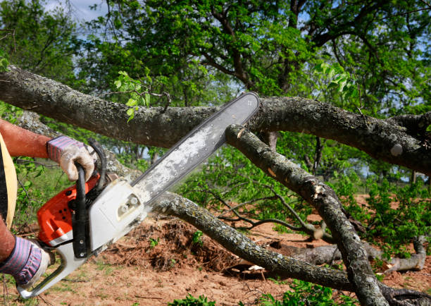 Best Seasonal Cleanup (Spring/Fall)  in Long Prairie, MN